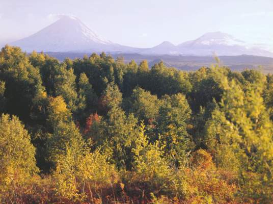 Лес в долине реки Камчатка.